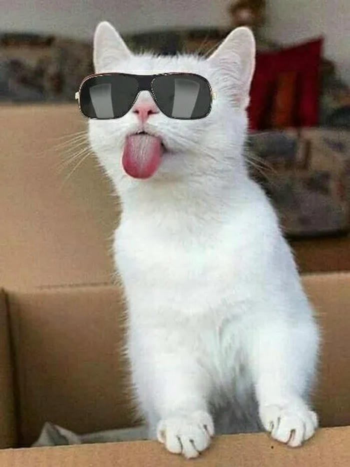 meme lêu lêu mèo đeo kính