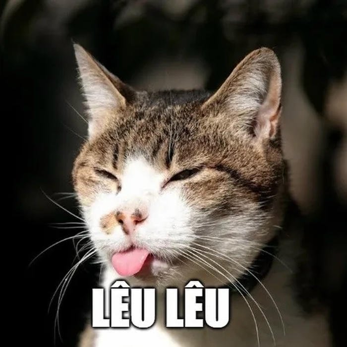 meme lêu lêu mèo