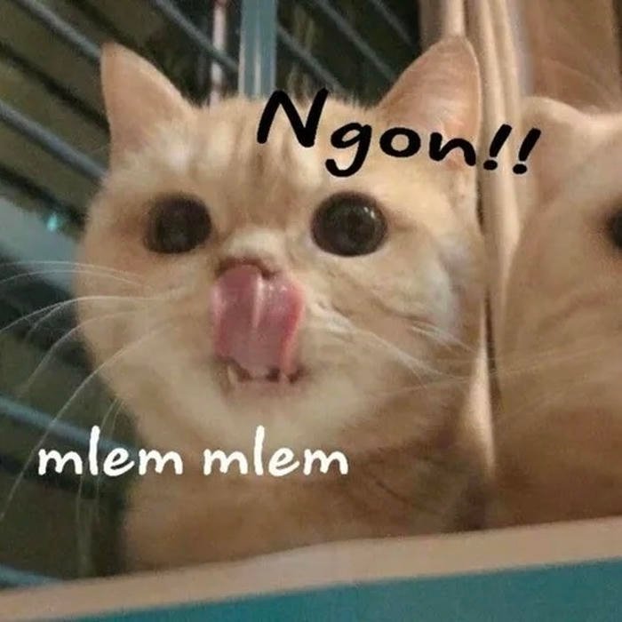 meme liếm mèo cực dễ thương