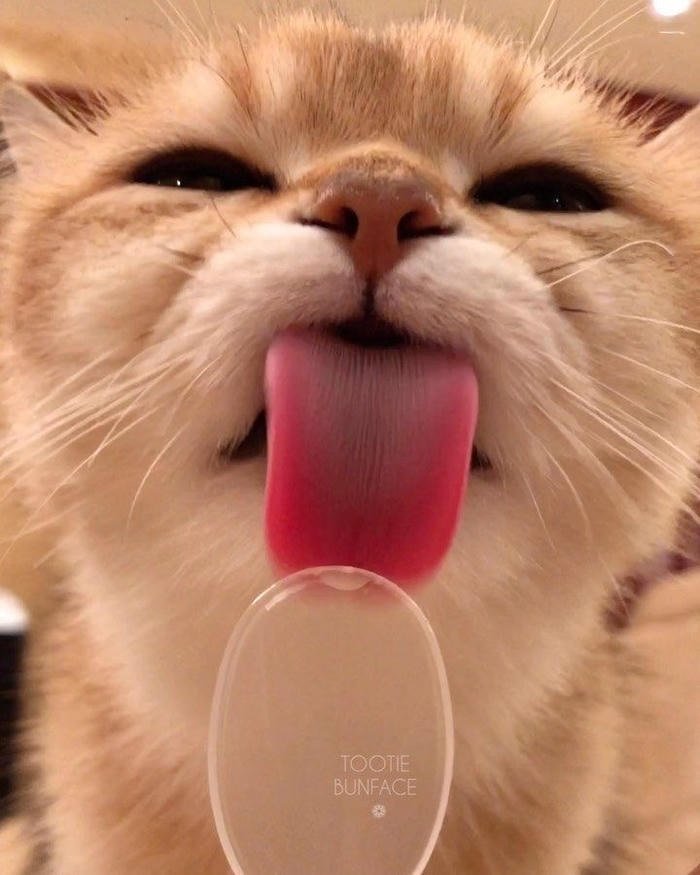 meme liếm mèo liếm láp