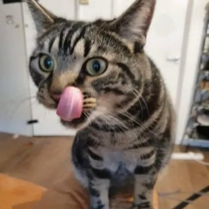 meme liếm mèo thèm thuồng