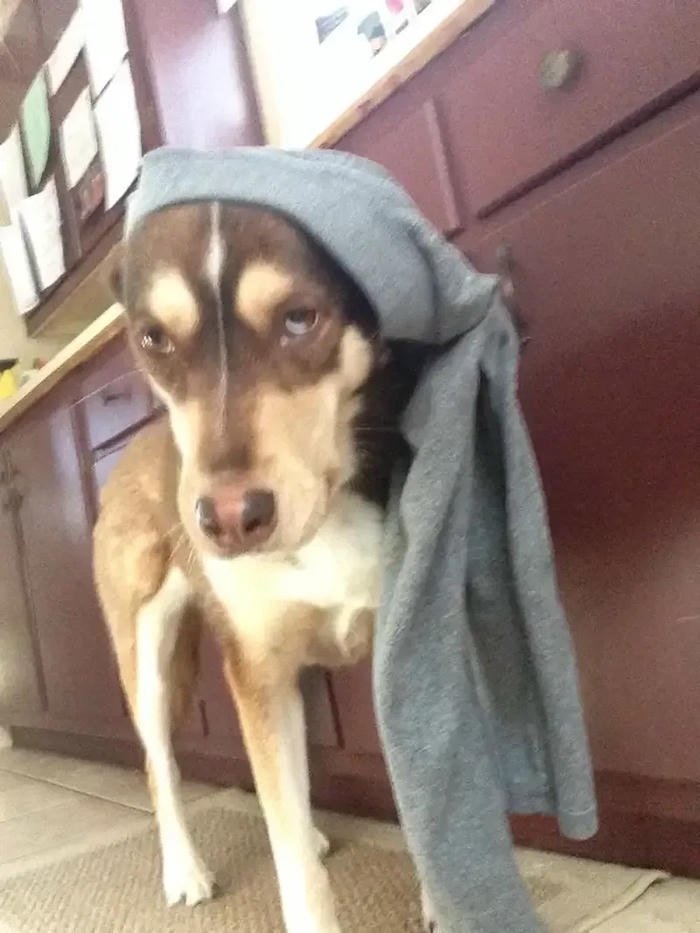 meme quê chó đội quần