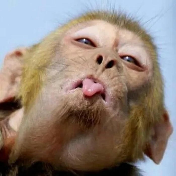 meme quê con khỉ