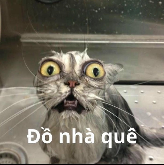 meme quê mèo đồ nhà quê