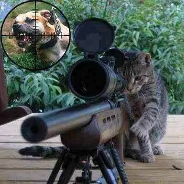 súng meme ngắm bắn