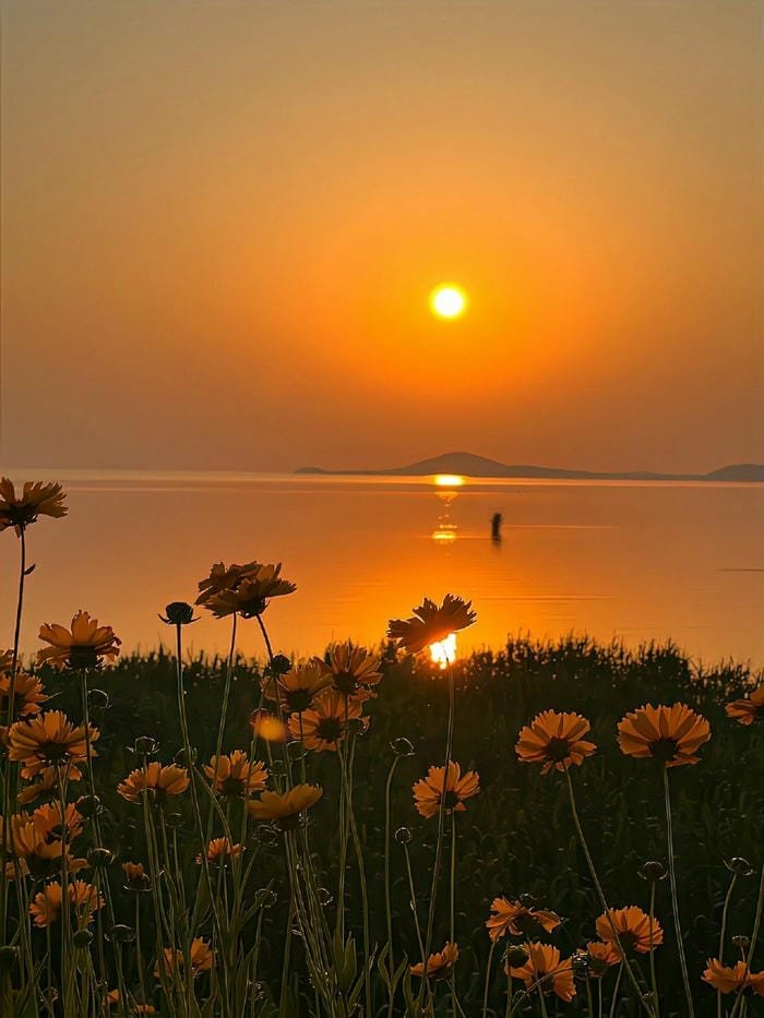 ảnh bầu trời hoàng hôn và hoa