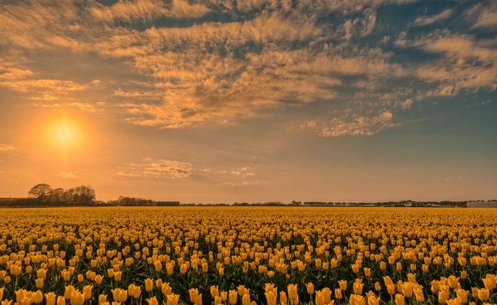 ảnh bình minh trên cánh đồng hoa bình yên