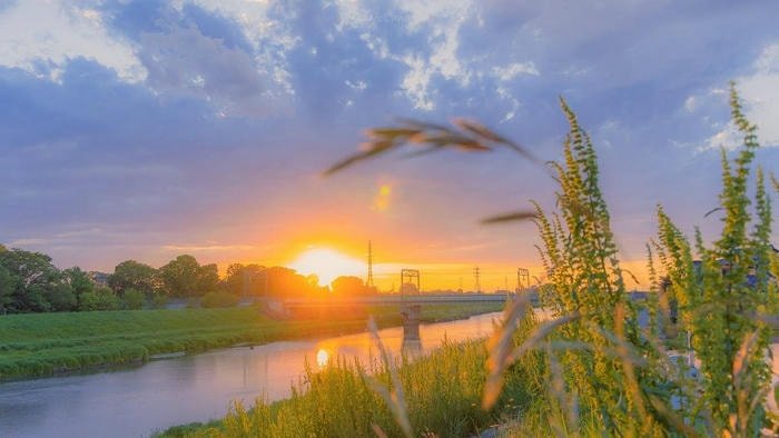 ảnh bình minh trên đồng lúa chan hòa