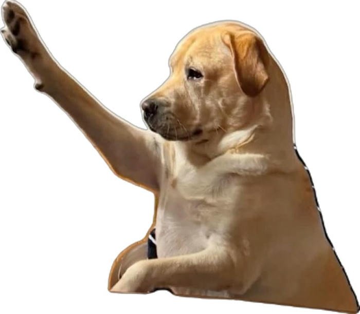 ảnh chú chó vô tri