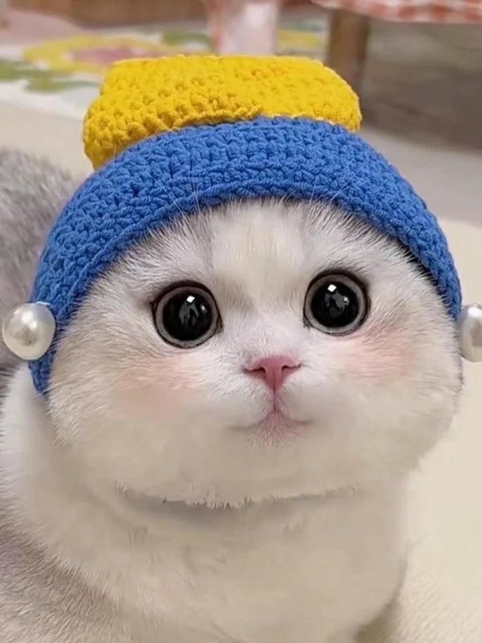 ảnh mèo con vô tri