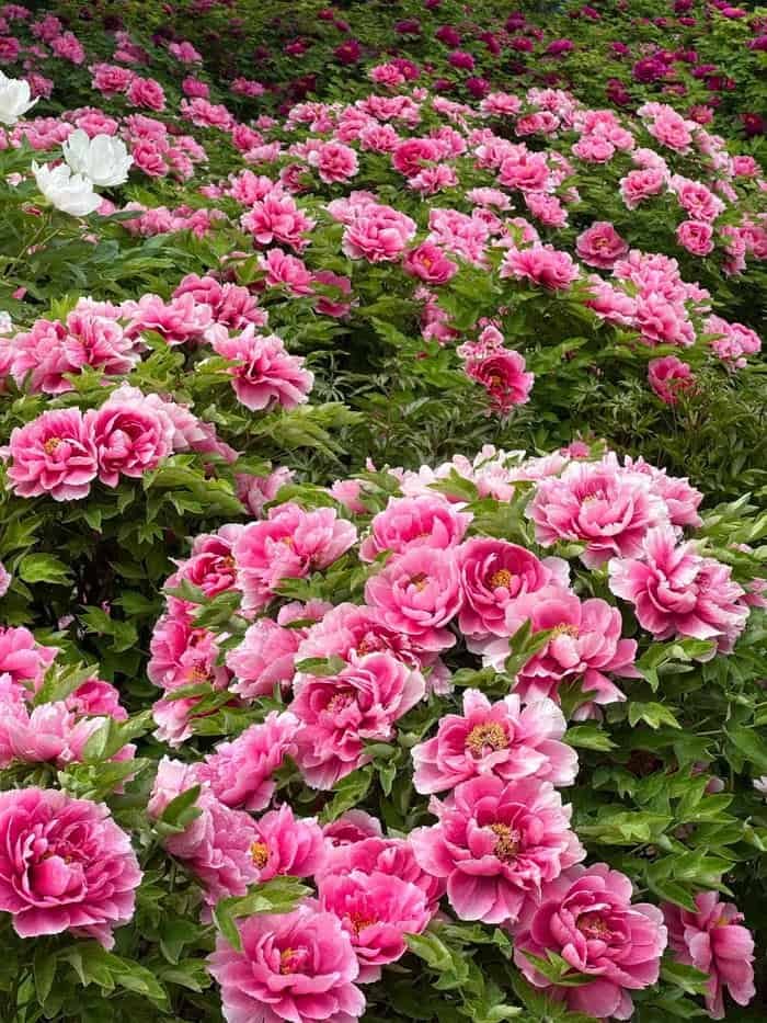 ảnh nền hoa mẫu đơn đẹp