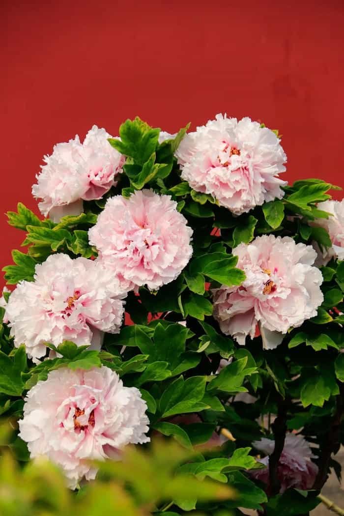 ảnh nền hoa mẫu đơn nền hồng