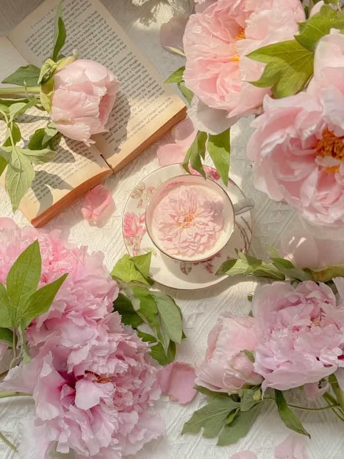 ảnh nền hoa mẫu đơn wallpaper 4k