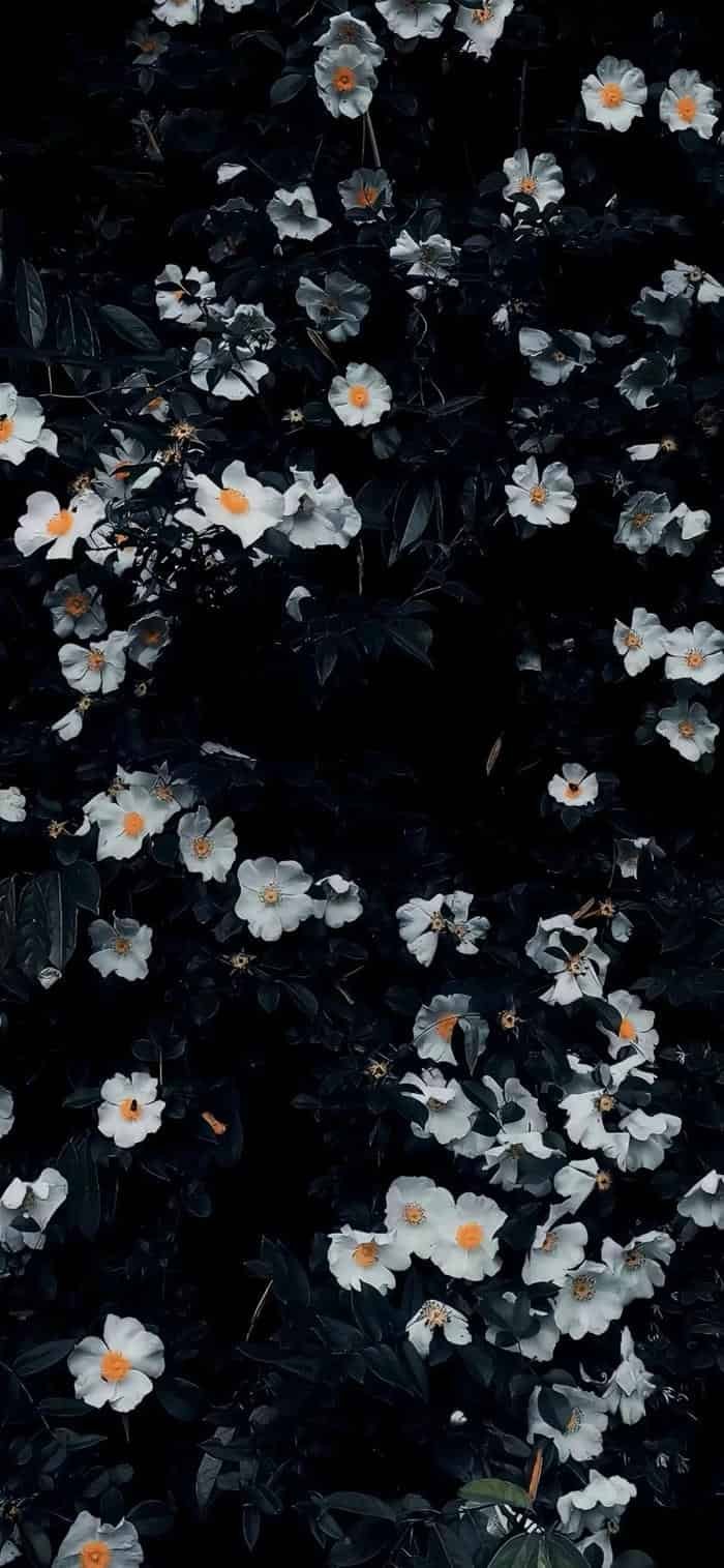 ảnh nền hoa nhẹ nhàng