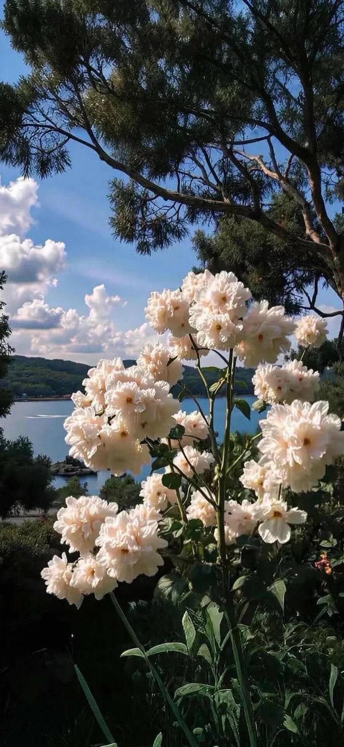 ảnh nền iphone 15 đẹp nhất