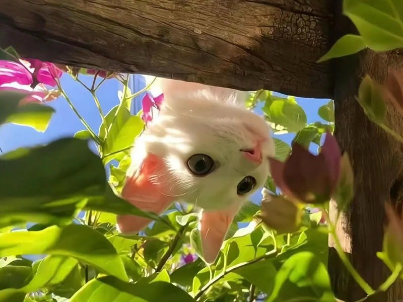 ảnh nền macbook 4k