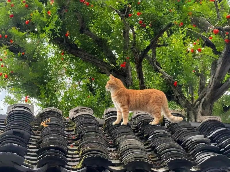 ảnh nền macbook đẹp