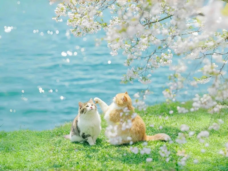 ảnh nền macbook tối giản hiện đại