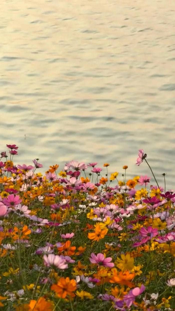 ảnh nền thiên nhiên đẹp nhất