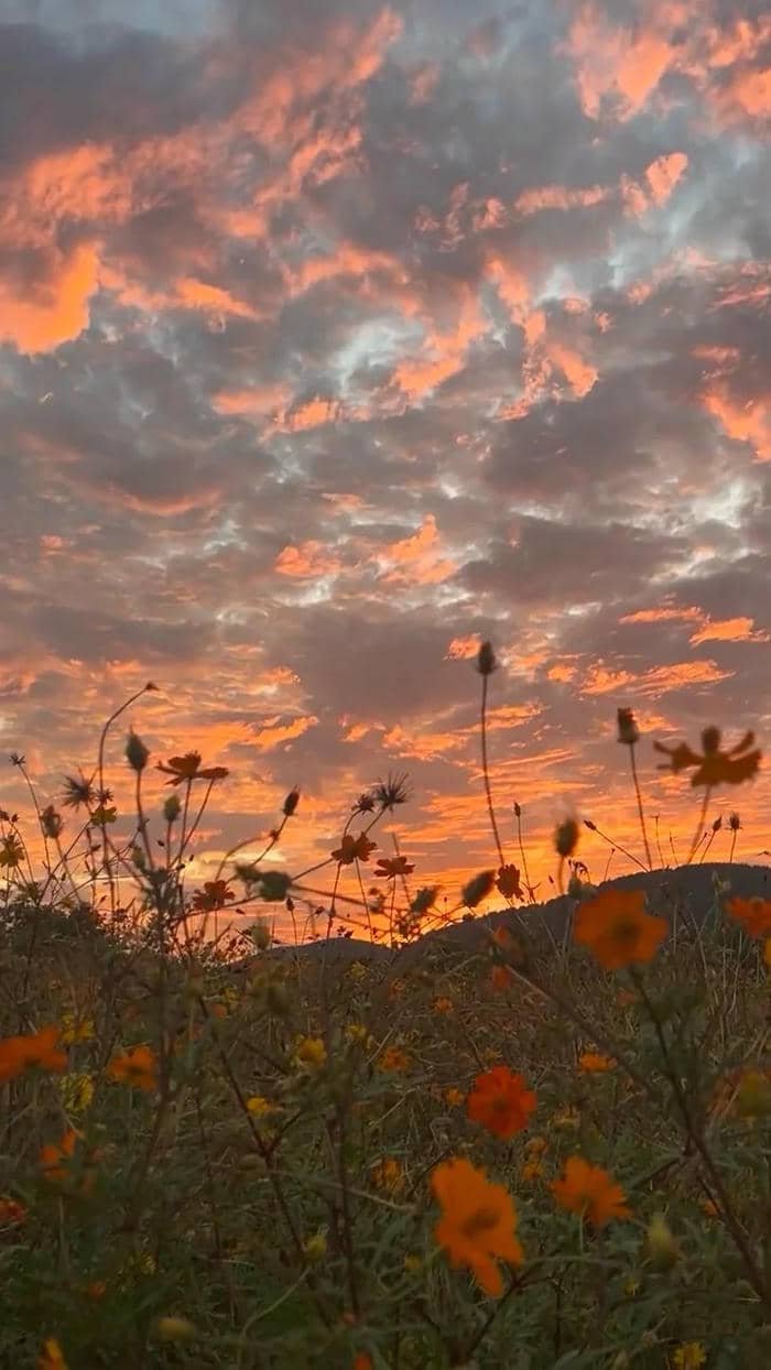 ảnh nền thiên nhiên mùa hè hoàng hôn