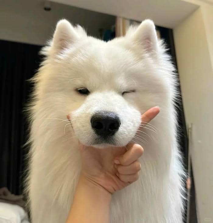 ảnh nền tiktok nghệ thuật số