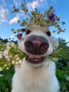 ảnh nền tiktok nổi bật