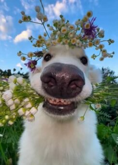 200+ Ảnh Nền TikTok Cực Chất, Không Thể Bỏ Qua - Homepage featured post