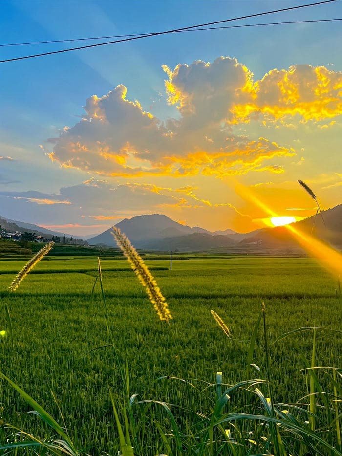 ảnh phong cảnh đồng lúa