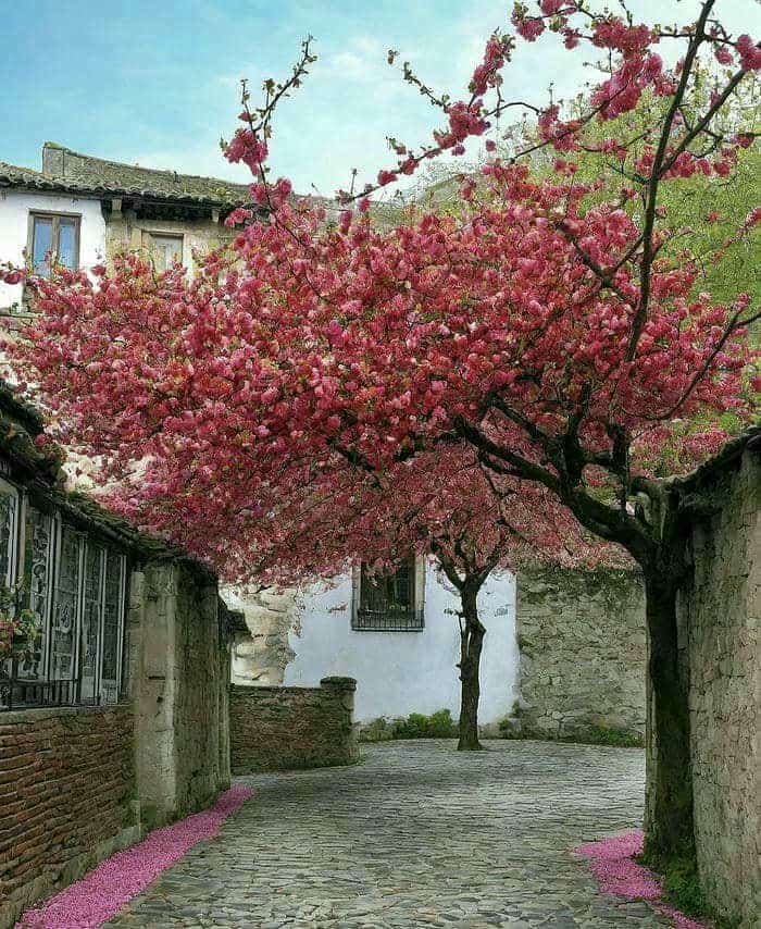 ảnh phong cảnh hoa