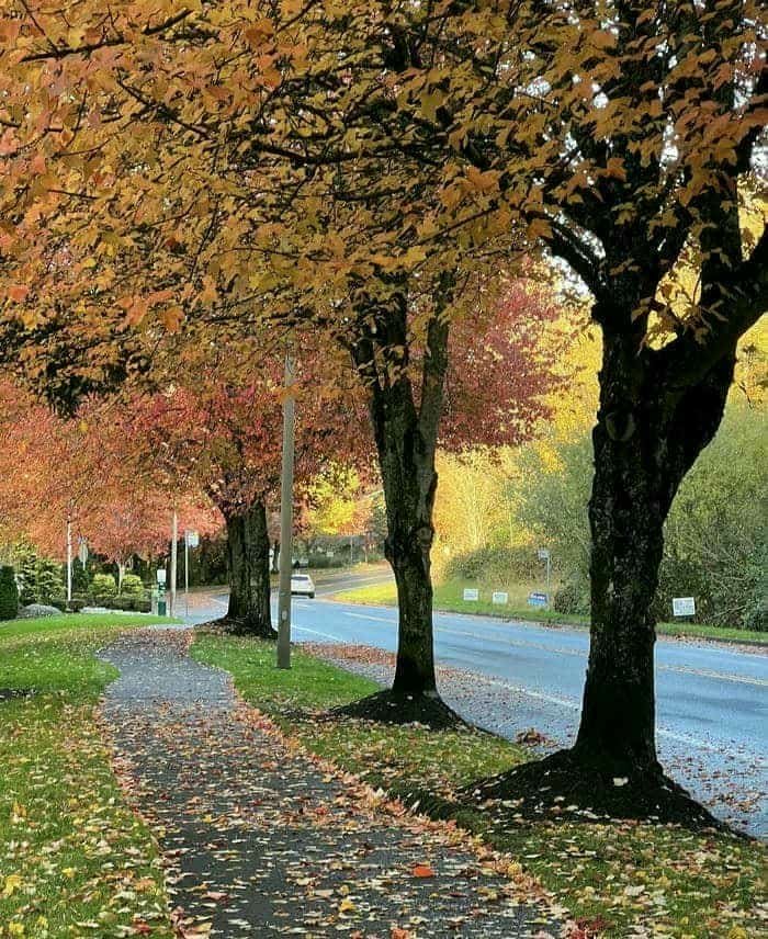 hình ảnh phong cảnh chill