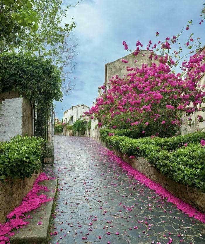 hình ảnh phong cảnh hoa đẹp