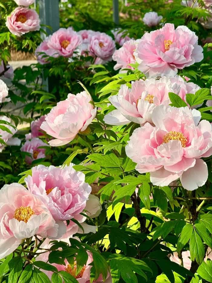 hình nền hoa mẫu đơn hồng nhạt