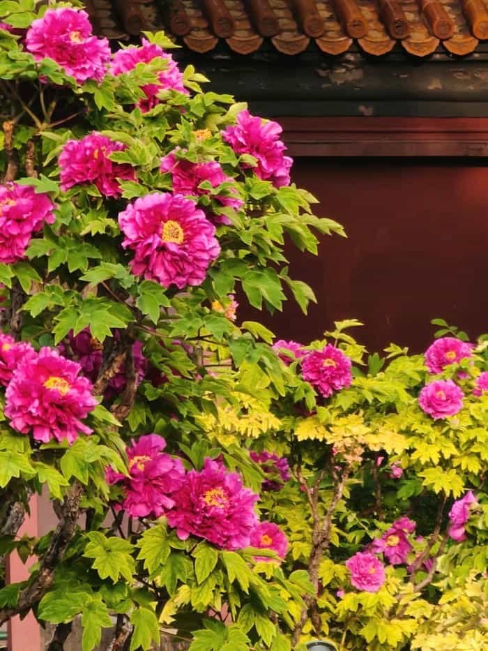 hình nền hoa mẫu đơn hồng