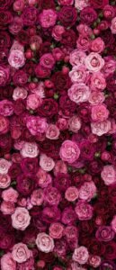 hình nền hoa nhẹ nhàng