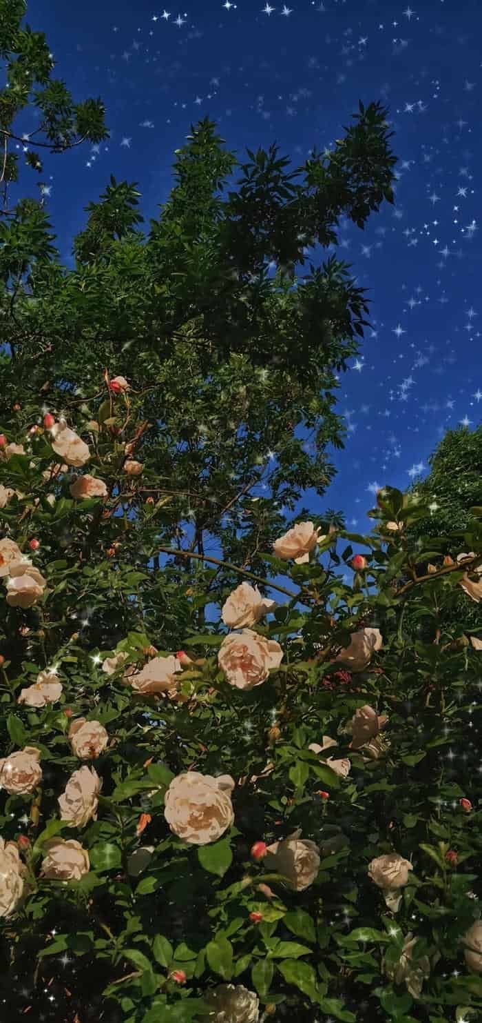 hình nền hoa wallpaper 4k