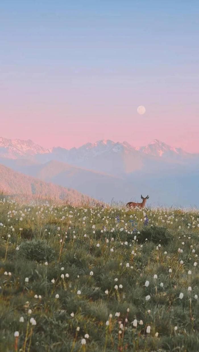 hình nền thiên nhiên nhẹ nhàng