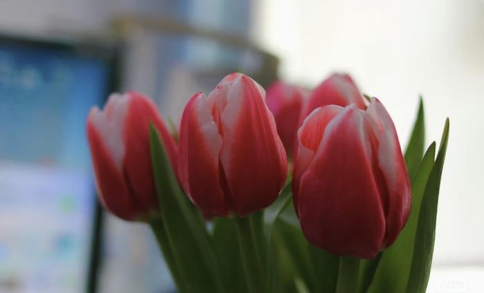 Ảnh hoa tulip cận cảnh
