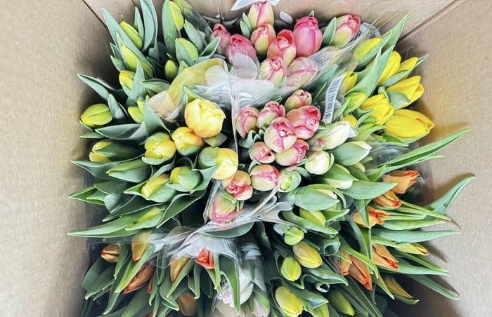 Ảnh hoa tulip đầy màu sắc