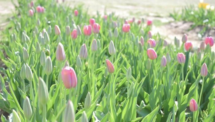 Ảnh hoa tulip nghệ thuật tối giản