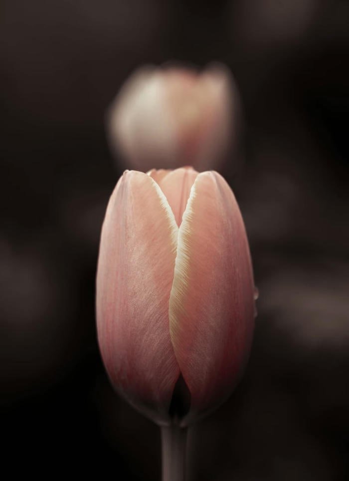 Ảnh hoa tulip ngoài đồng cỏ