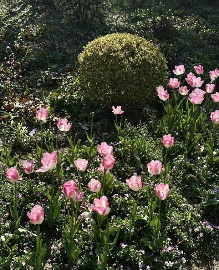 Ảnh hoa tulip tươi sáng