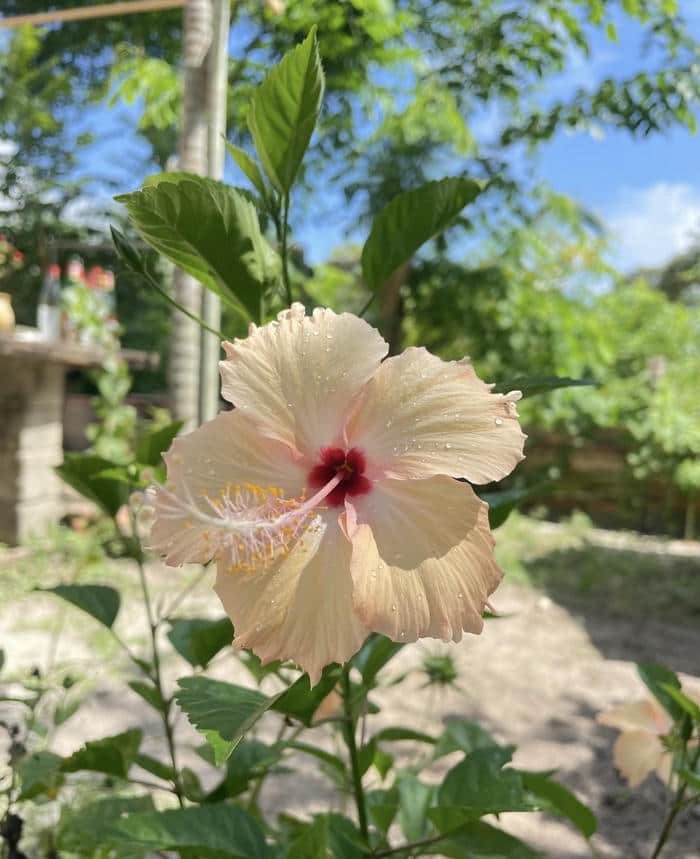 Ảnh thiên nhiên đẹp tươi mát