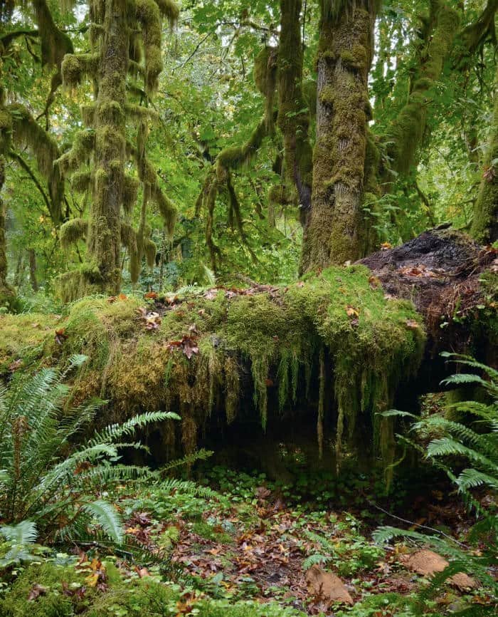 Hình ảnh thiên nhiên đẹp ánh nắng