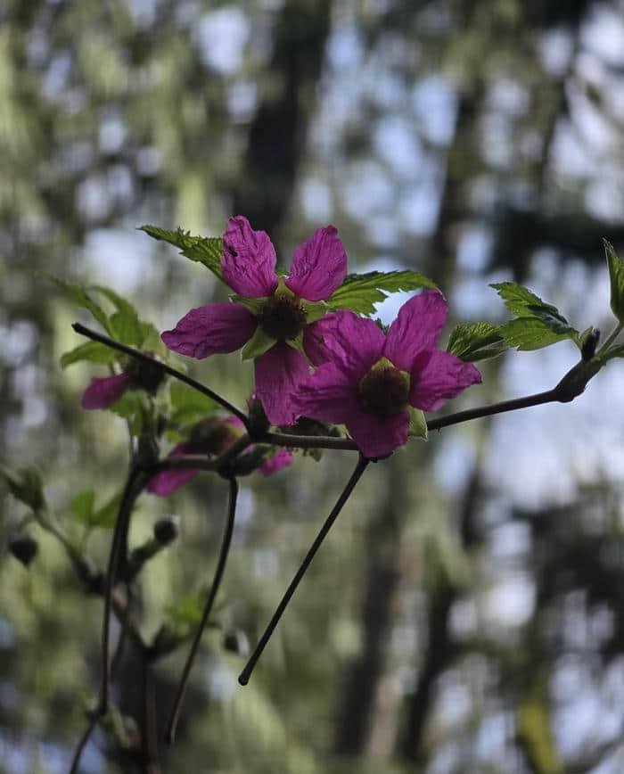 Hình đại diện thiên nhiên đẹp nhẹ nhàng