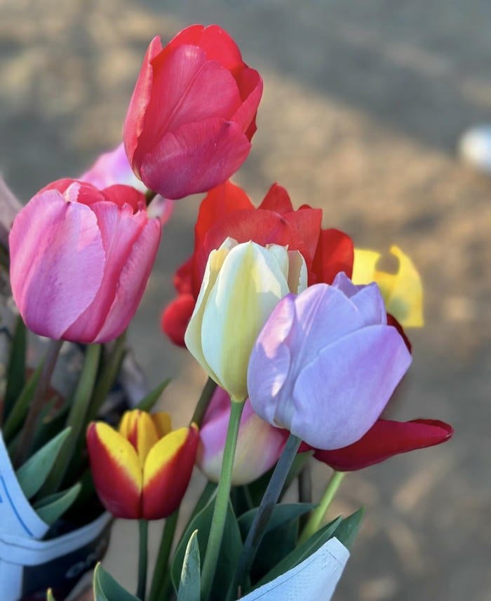 Hoa tulip biểu tượng tình yêu