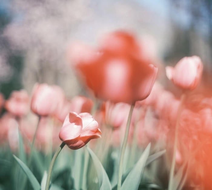 Hoa tulip đỏ tươi