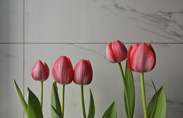 Hoa tulip hồng nhẹ nhàng