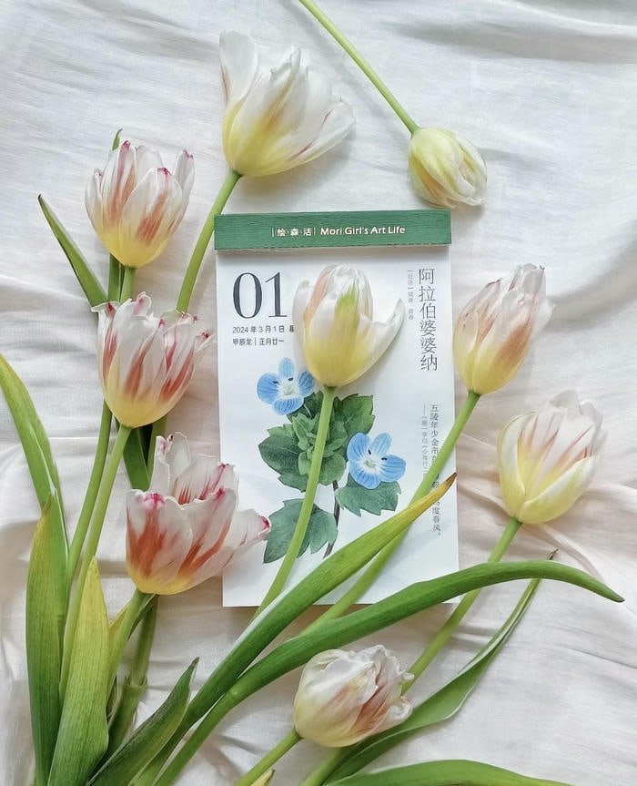 Hoa tulip nhẹ nhàng trong gió