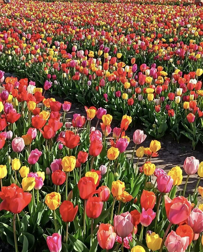 Hoa tulip nở rộ mùa xuân