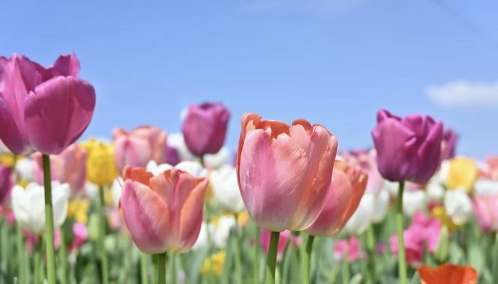 Hoa tulip trên nền trời xanh